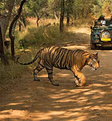 Inde du Nord : Tigres et nature  Circuit 15 jours / 13 nuits