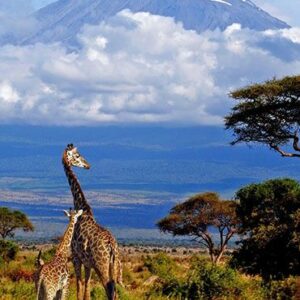 Tanzanie : Safari & Ngorongoro 10 jours / 8 nuits