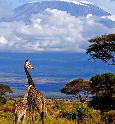 Tanzanie : Safari & Ngorongoro 10 jours / 8 nuits